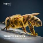 Probiotyki dla pszczół - zdrowa pasieka i większa produkcja miodu