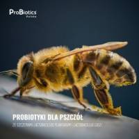 Probiotyki dla pszczół - zdrowa pasieka i większa produkcja miodu