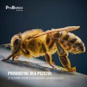 Probiotyki dla pszczół - zdrowa pasieka i większa produkcja miodu